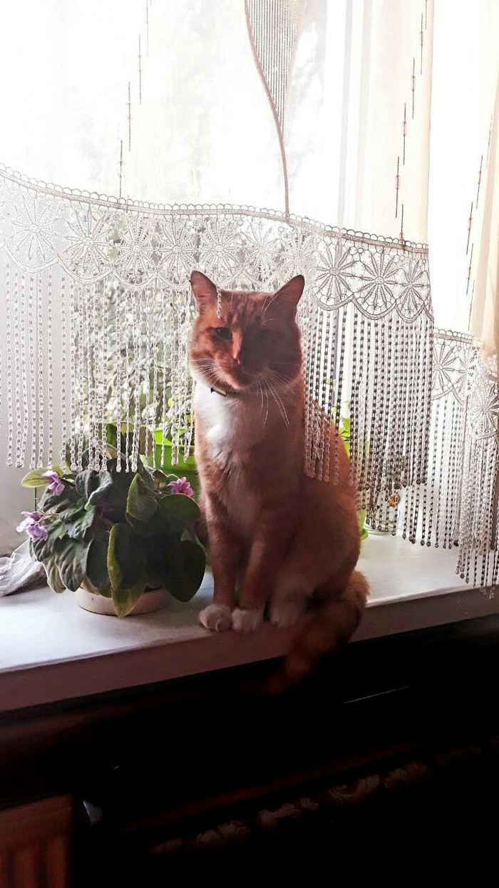 my redhead) - My, cat, Redheads, Window