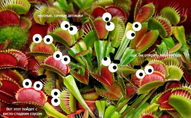 Sweet and bloodthirsty - My, Venus flytrap, Gardening, Longpost