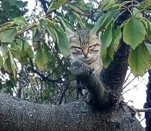 Шёл бы ты отсюда сталкер. - Моё, Кошачий рай, Взгляд, Смешные животные, Кот, Дерево