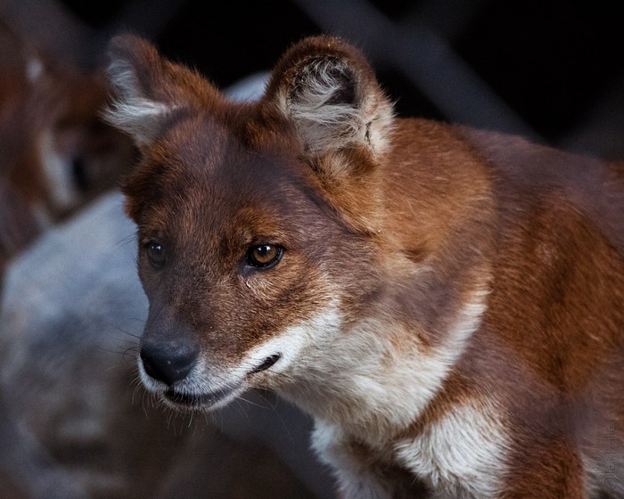 Behind bars - My, Red Wolf, Wolf, The photo, Animals, Predator, Cell