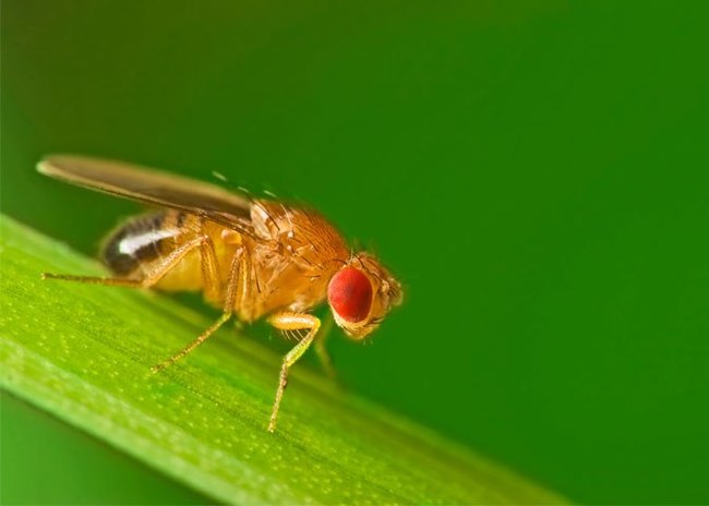 Drosophila with an ancient gene disproved one of the classic theories of molecular evolution - Evolution, Darwin's theory, Charles Darwin, Evolution theory