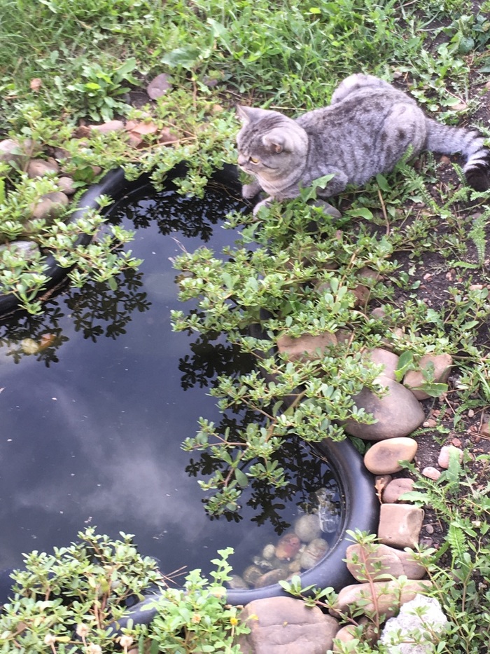 Posing cat - My, cat, Swimming pool, Gracefulness, Longpost