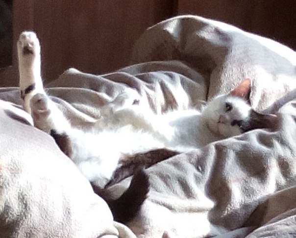 ��� ��� ��������