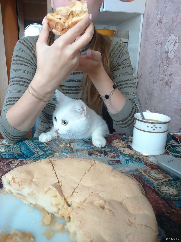 Шарлотка прикол