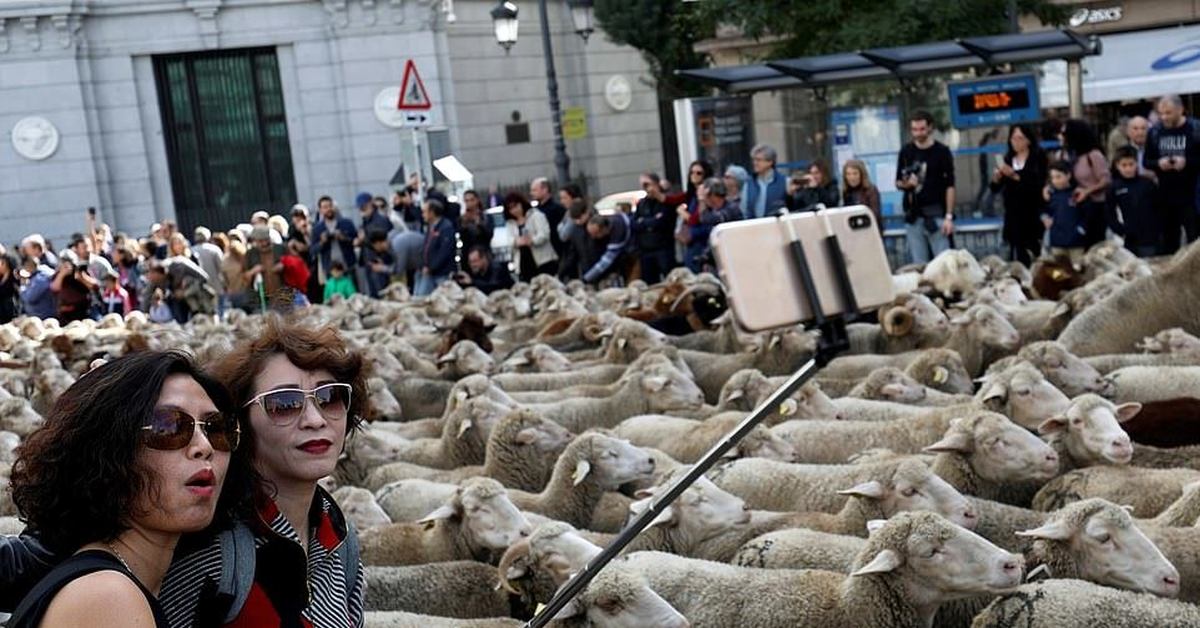 Фото недели. Парад овец в Испании. Толпа Баранов. Стадо людей. Толпа людей стадо.