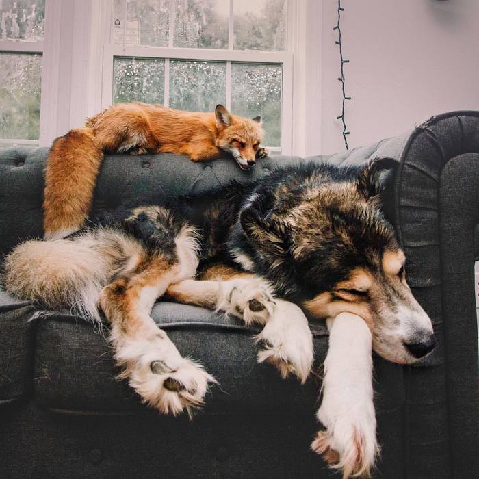 Strong friendship ^.^ - Fox, Dog, Milota, Animals, The photo, Fox Juniper