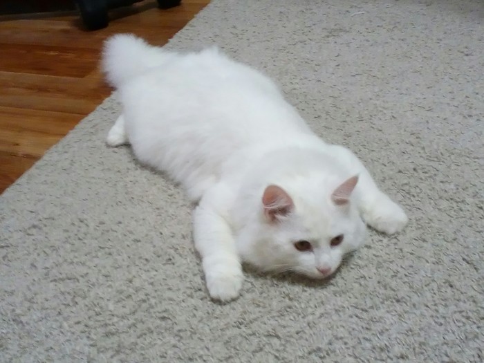 I've never seen a cat roll like this before. - My, cat, Albus, Turkish angora, Fluffy