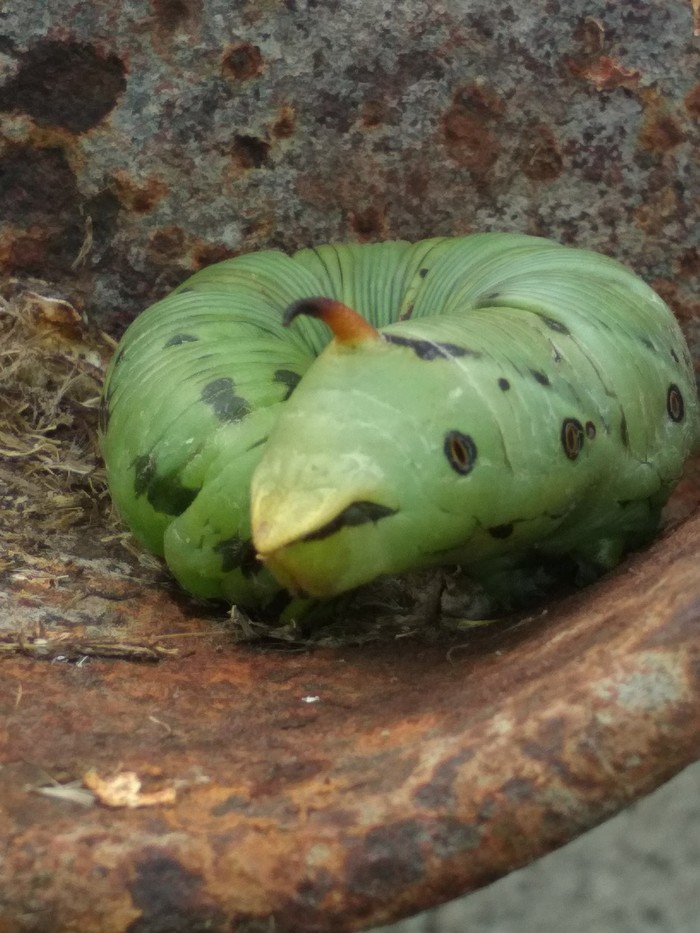 What kind of caterpillar tell me - My, Caterpillar, Who am I, Longpost