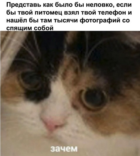 Awkward moment - Picture with text, cat, Awkward moment