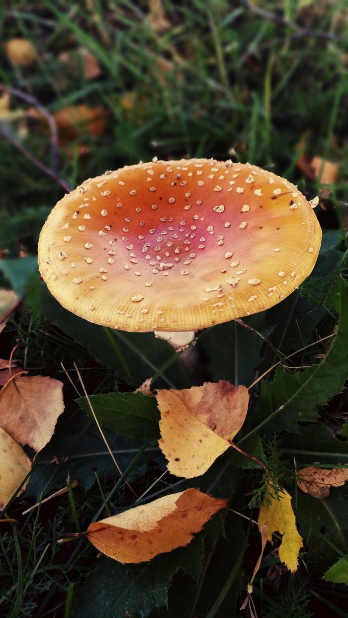 Fly agaric - My, Autumn, Mushrooms, Fly agaric