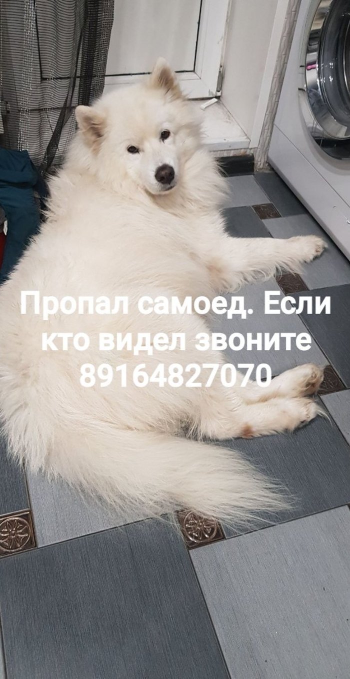 Missing dog, Samoyed husky, Yegoryevsky district - My, The dog is missing, Samoyed, Help me find, Yegoryevsky District, Yegoryevsk, Dog, Help, No rating