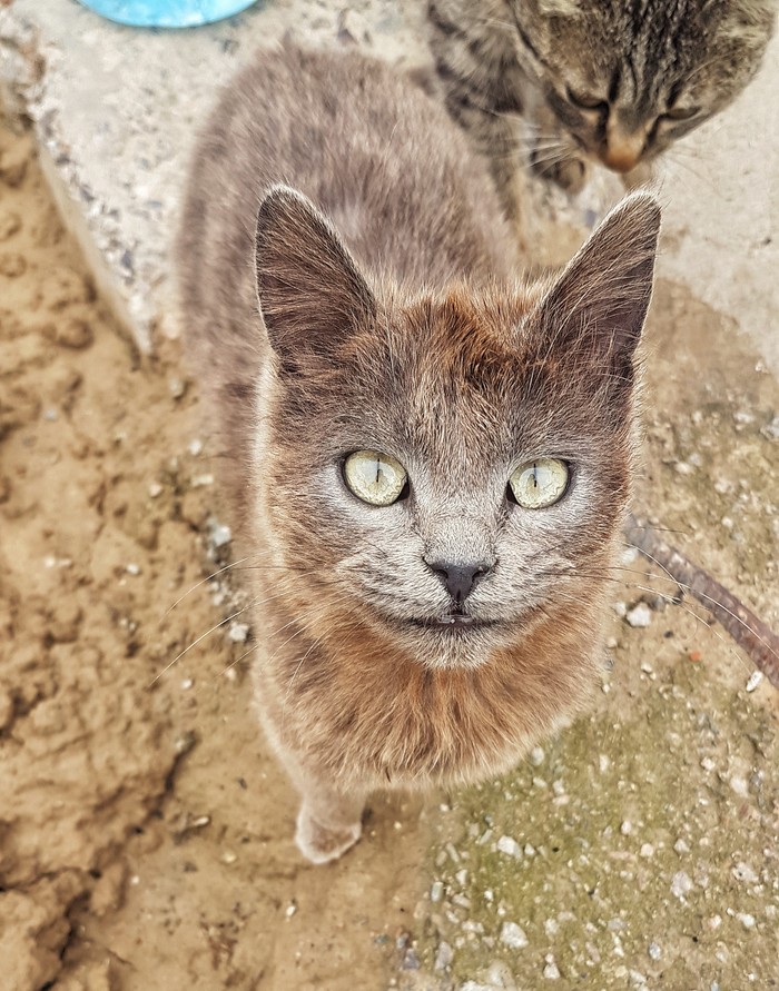 Mother of the cat family. - My, Kittens, cat, Longpost