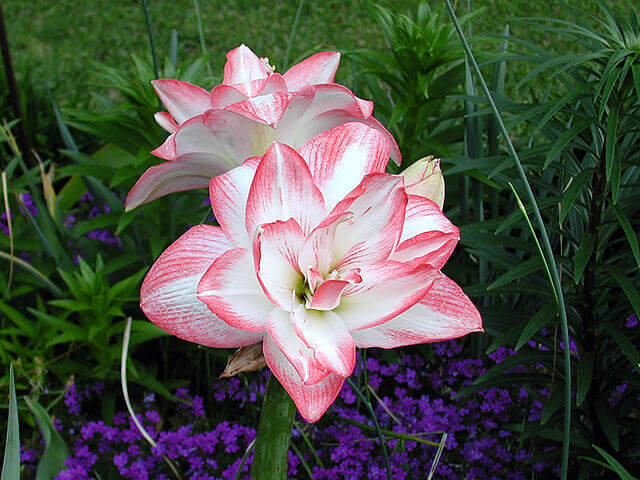 Amaryllis photo, home care, reproduction, flowering - My, Amaryllis, , Houseplants, Longpost