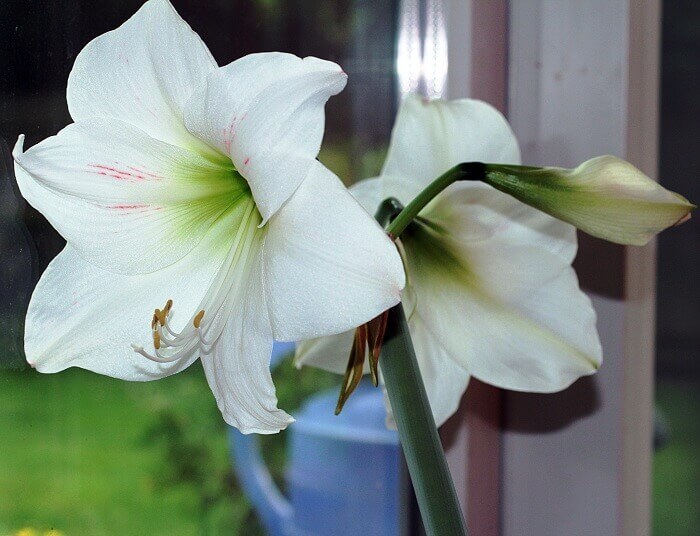 Amaryllis photo, home care, reproduction, flowering - My, Amaryllis, , Houseplants, Longpost