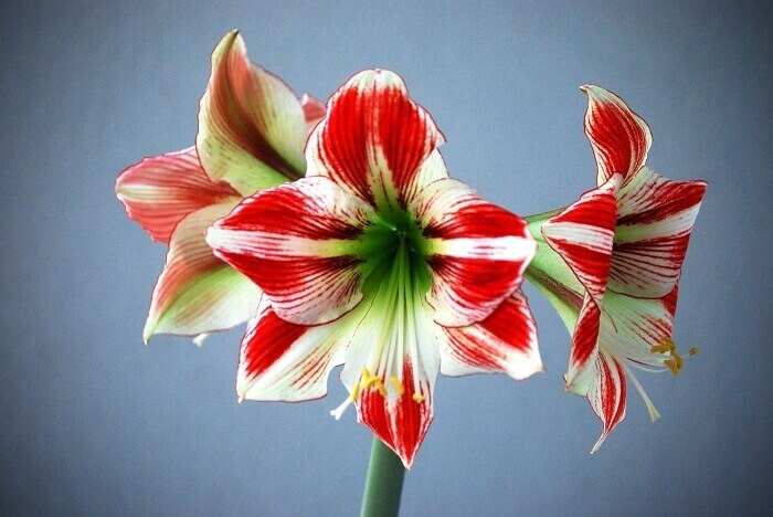 Amaryllis photo, home care, reproduction, flowering - My, Amaryllis, , Houseplants, Longpost