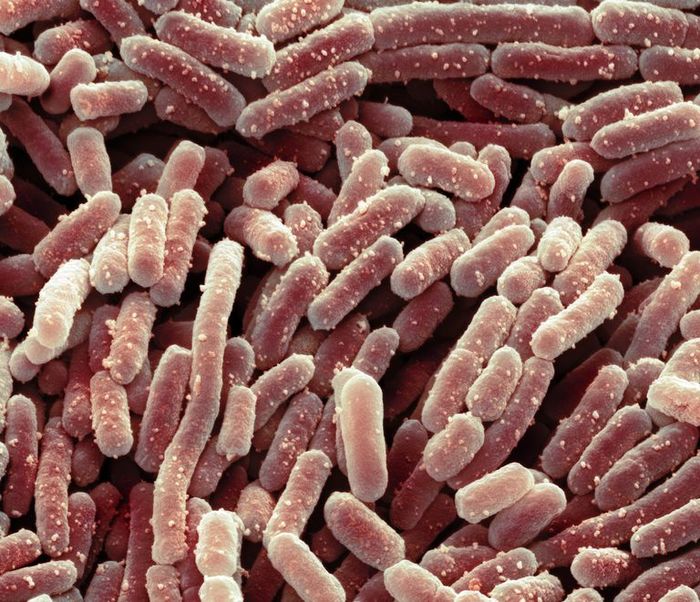 How to make any bacteria harmless? - Biology, The medicine, Superbugs, Treatment