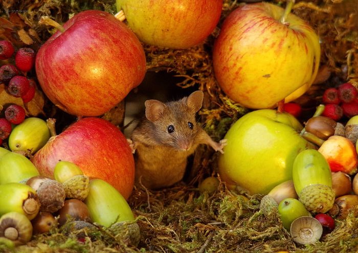 Photographer built a playground for garden mice - Mouse, PHOTOSESSION, Milota, Longpost