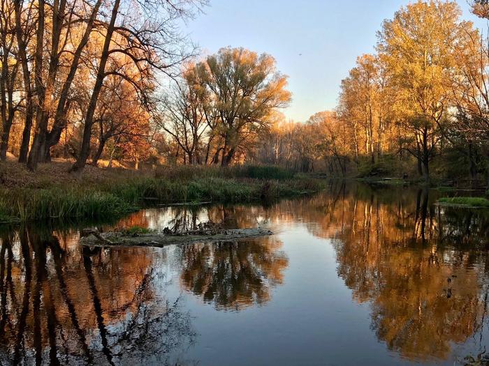 Autumn beauty - My, Autumn, Leaves, Indian summer, Heat, The sun, Forest, Sky, Beautiful