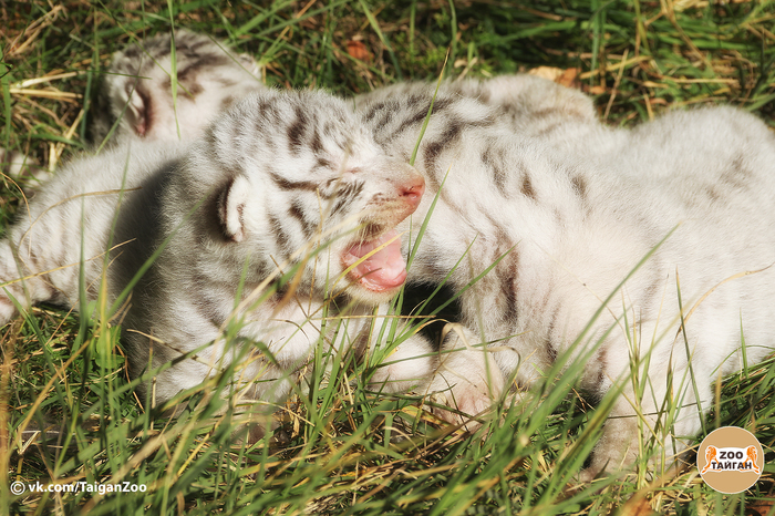 three cats :) - My, , Zoo, Crimea, Tiger, Tiger cubs, cat, Taigan Lions Park, Safari, Longpost