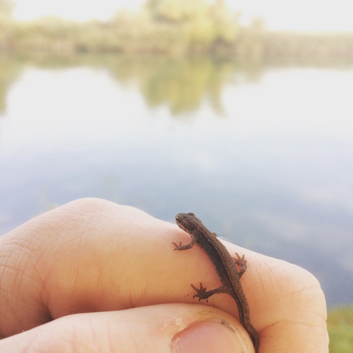 What is this little lizard??? And what should I feed her? - My, Lizard, What's this?, Feeding, , Longpost