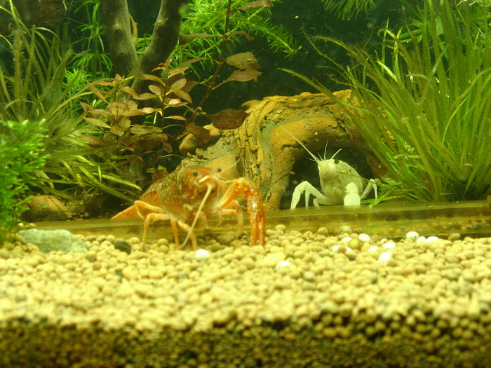 By yesterday's post and the crippled cancer, I still went out for a while, but I managed to take a picture - My, Aquarium, Aquarium crayfish, Animals, Longpost