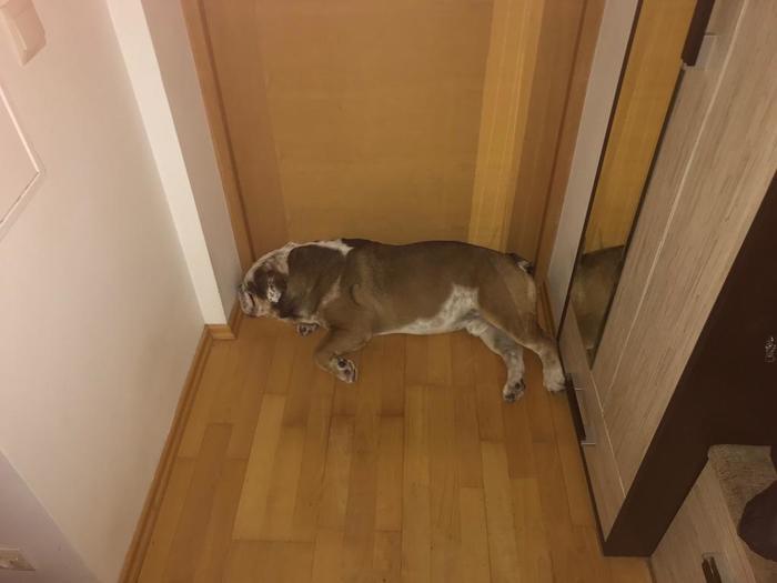 Идеальный охранник