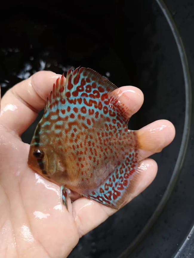 New Handsome Discus - My, , , A fish, , Aquarium fish, Longpost