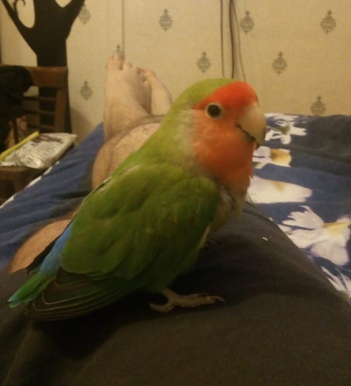 Help advice - My, Lovebirds, Need advice