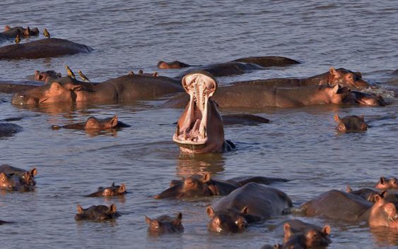 Zambia to kill 2,000 hippos - hippopotamus, Zambia, Luangwa