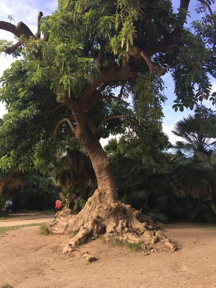 Дерево омбу фото