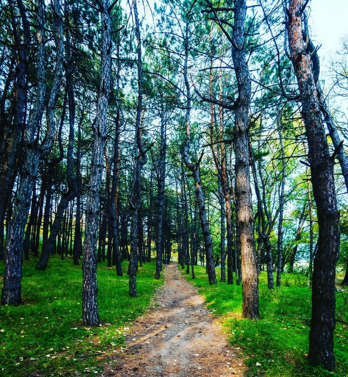 Pines - My, Forest, Nature, Landscape, Walk, Nikon