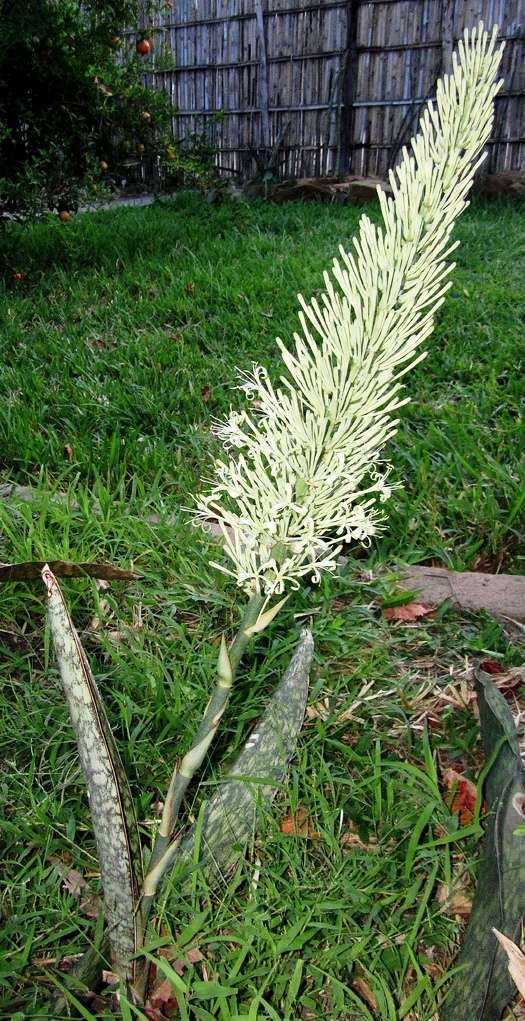 Sansevieria home - care, photo, reproduction, description - Houseplants, Sansevieria, Home flowers, Longpost