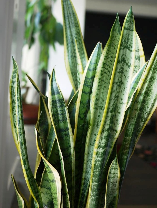 Sansevieria home - care, photo, reproduction, description - Houseplants, Sansevieria, Home flowers, Longpost