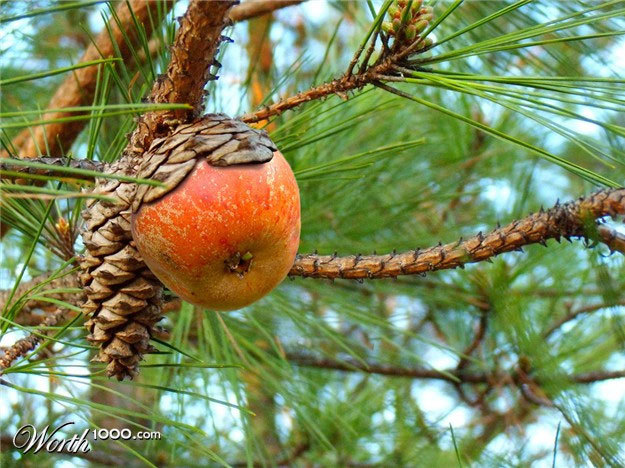 Getting ready for winter - My, Autumn, Conifers, Seedling, Preparing for winter, , Longpost, Subjectivity