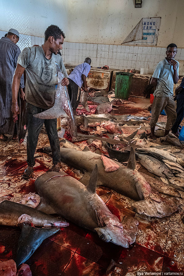 Fish market in Mogadishu - Somalia, Africa, Ilya Varlamov, Travels, Copy-paste, Longpost