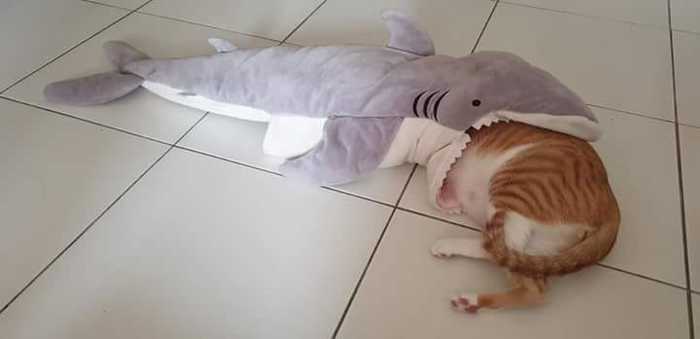 Battle of Blohay - My, Blohey, IKEA, Shark, Soft toy, Real life story, Longpost, cat