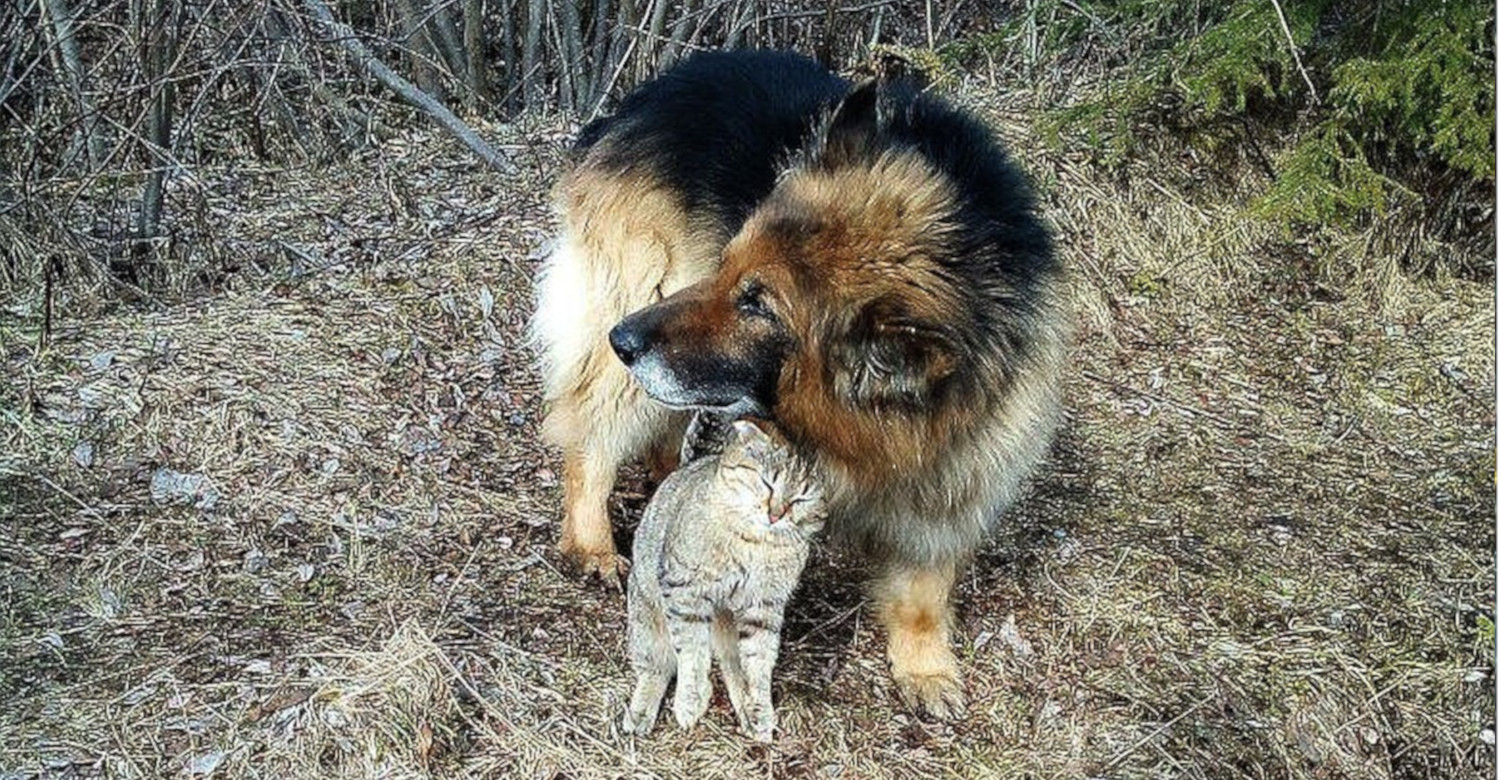 Овчарка и кот