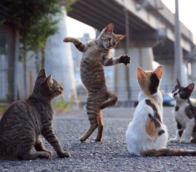 Cats, in general, are somewhat similar to Caucasians ... - cat, Lezginka, Dancing, The photo, Longpost