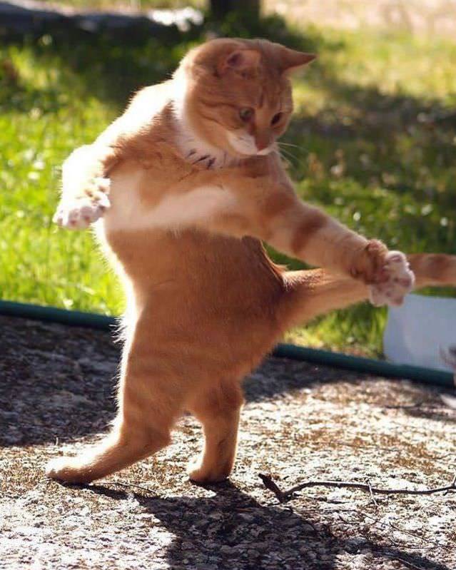 Cats, in general, are somewhat similar to Caucasians ... - cat, Lezginka, Dancing, The photo, Longpost