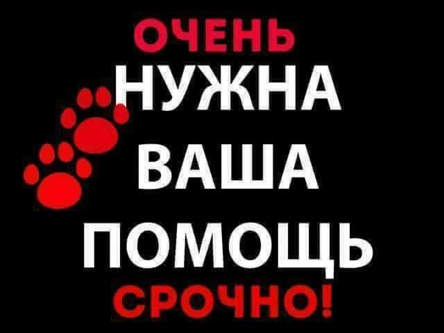Priyut Dlya Bezdomnyh Zhivotnyh Pikabu