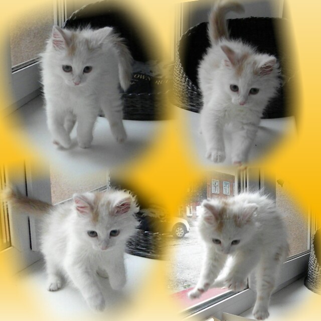 The kitten is looking for a home - My, , Kirov, Looking for a home, In good hands, Kittens, cat, White, Longpost