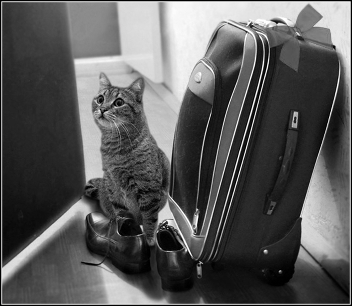 And what about me? - Catomafia, cat, The photo, From the network, Humor