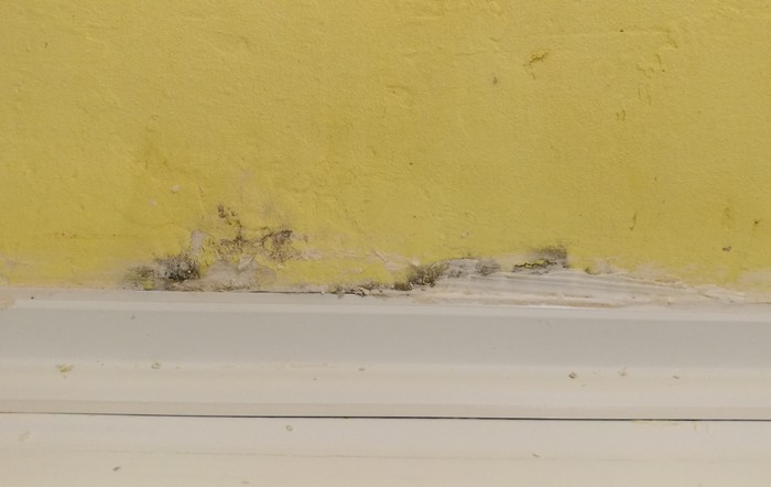 Advice from knowledgeable hackers needed - My, , Black mold, Bathroom, No rating, Mold
