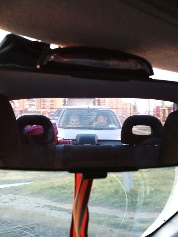 Когда у тебя 41 котик!