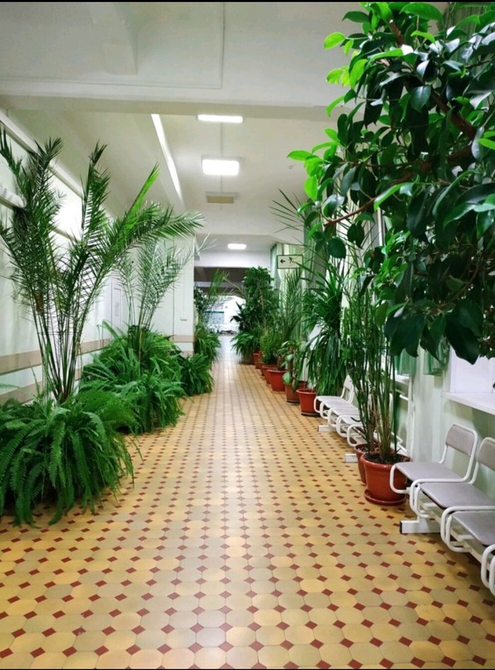 Пришёл в городскую поликлинику и попал в "оранжерею") Растения, Поликлиника, Новосибирск