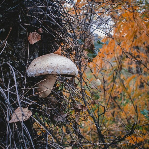 Грибное - Моё, Nikon, Грибы, Лес, Прогулка, Осень