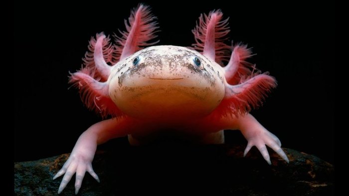 кто такой аксолотль рыба или лягушка. Смотреть фото кто такой аксолотль рыба или лягушка. Смотреть картинку кто такой аксолотль рыба или лягушка. Картинка про кто такой аксолотль рыба или лягушка. Фото кто такой аксолотль рыба или лягушка кто такой аксолотль рыба или лягушка. Смотреть фото кто такой аксолотль рыба или лягушка. Смотреть картинку кто такой аксолотль рыба или лягушка. Картинка про кто такой аксолотль рыба или лягушка. Фото кто такой аксолотль рыба или лягушка