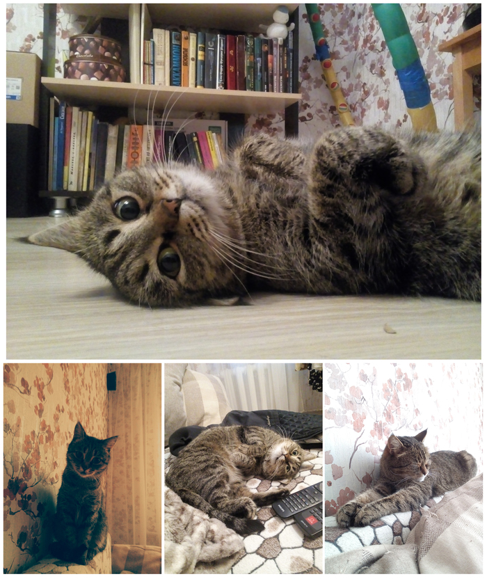 Our pets) - My, cat, Spider, Pets, Arthropods, Zoo, Longpost