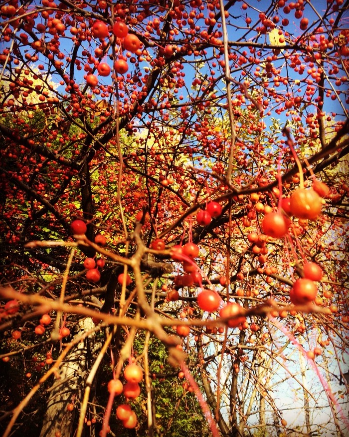 autumn garden - My, Autumn, Autumn mood, Garden, Nature, 