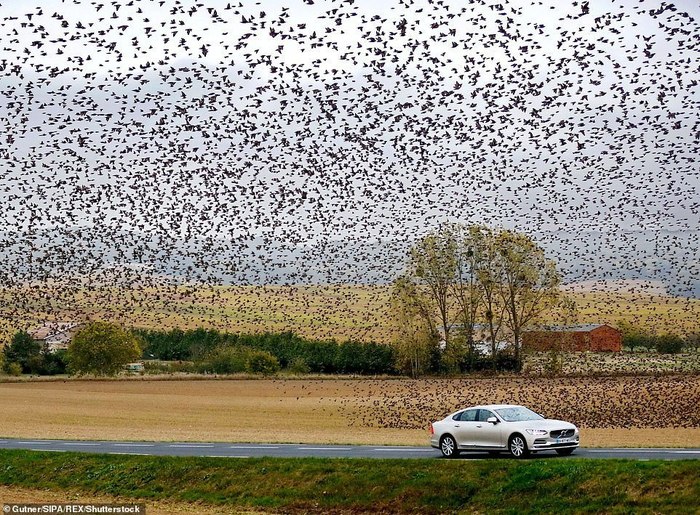 Flock - Birds, Flock, Volvo